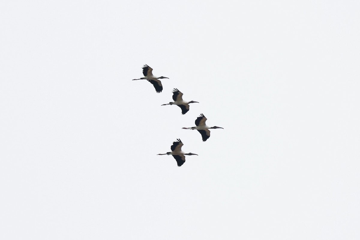 Wood Stork - Hubert Stelmach