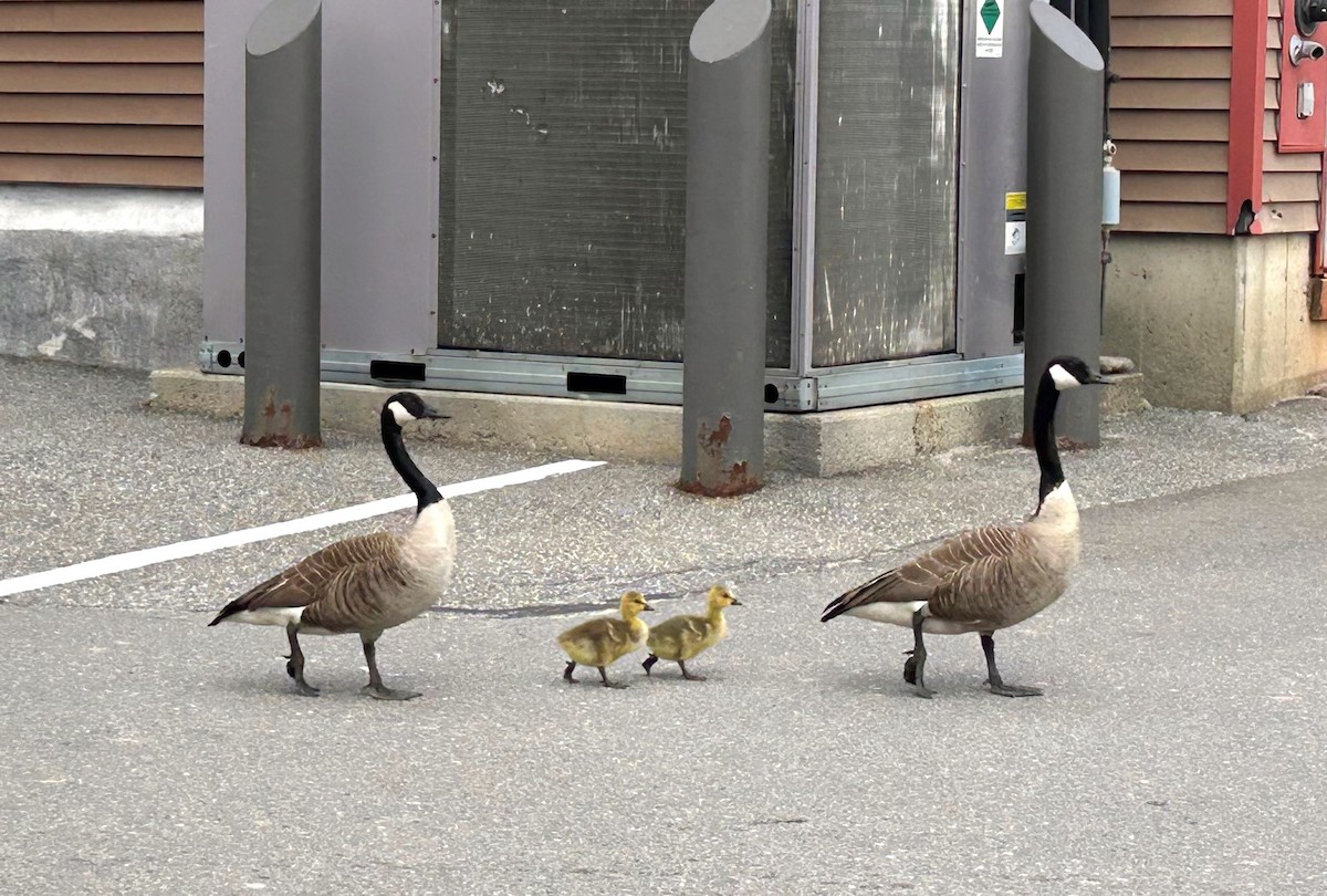 Canada Goose - Mackenzie Hall