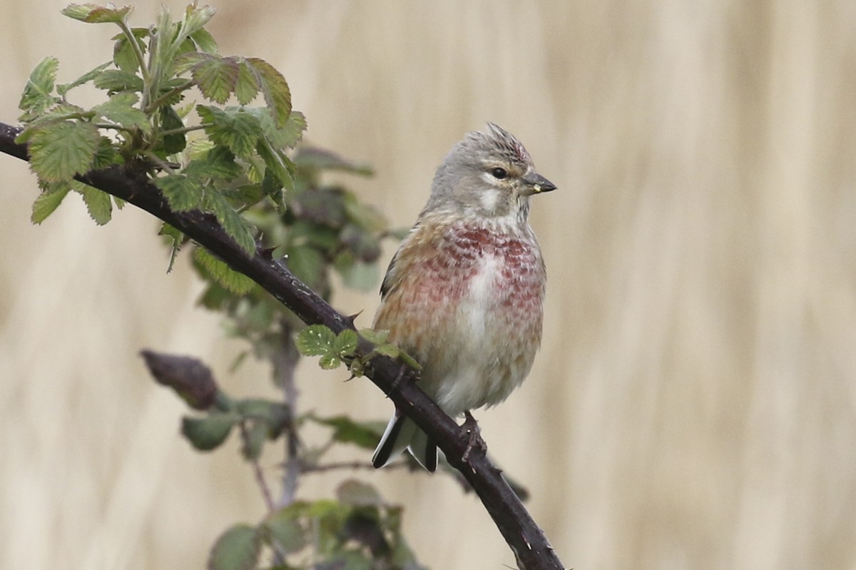 Eurasian Linnet - ML619531503