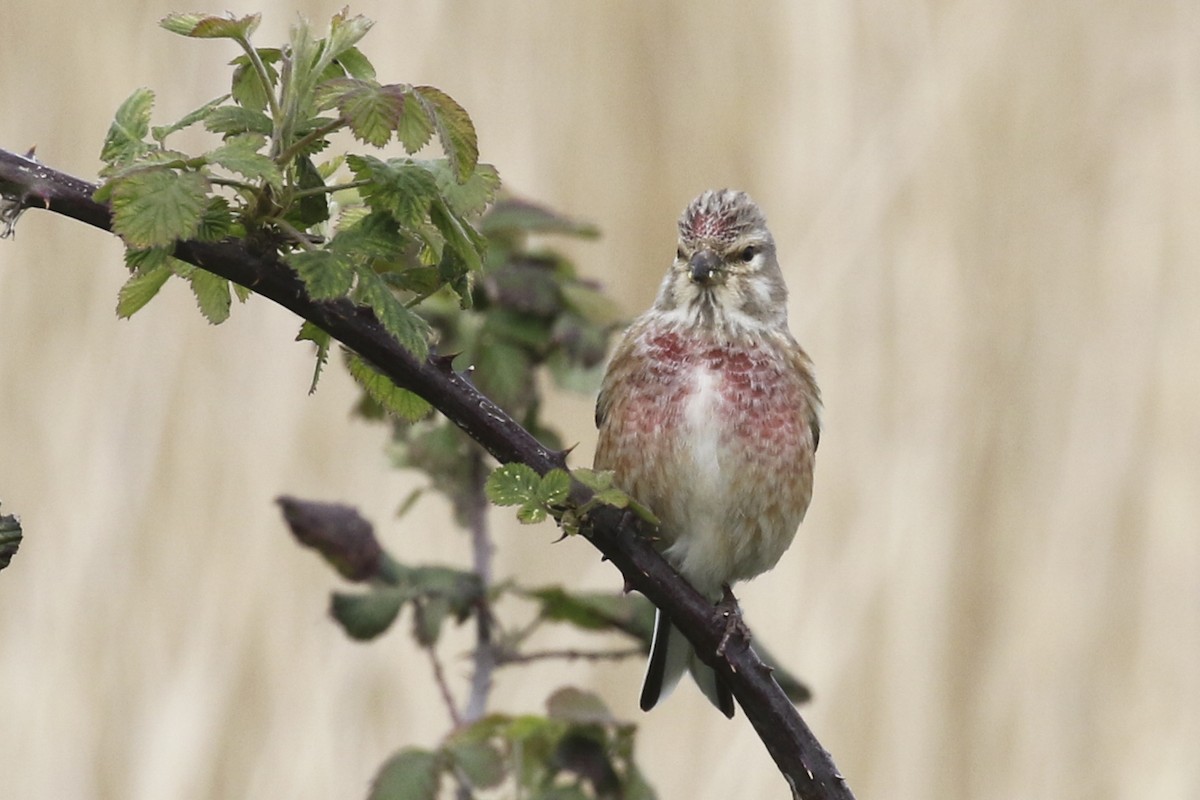 Eurasian Linnet - Steven Whitebread