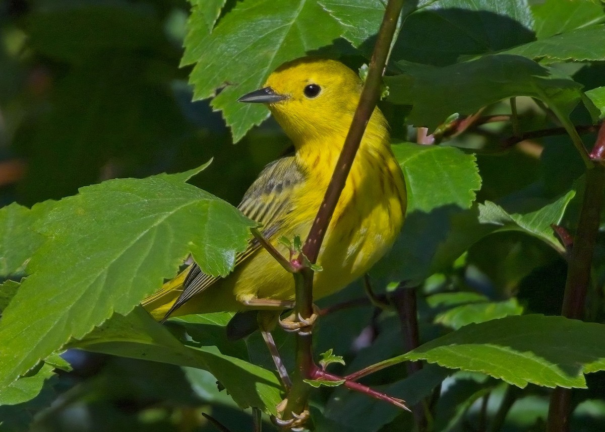 Yellow Warbler - Blair Bernson