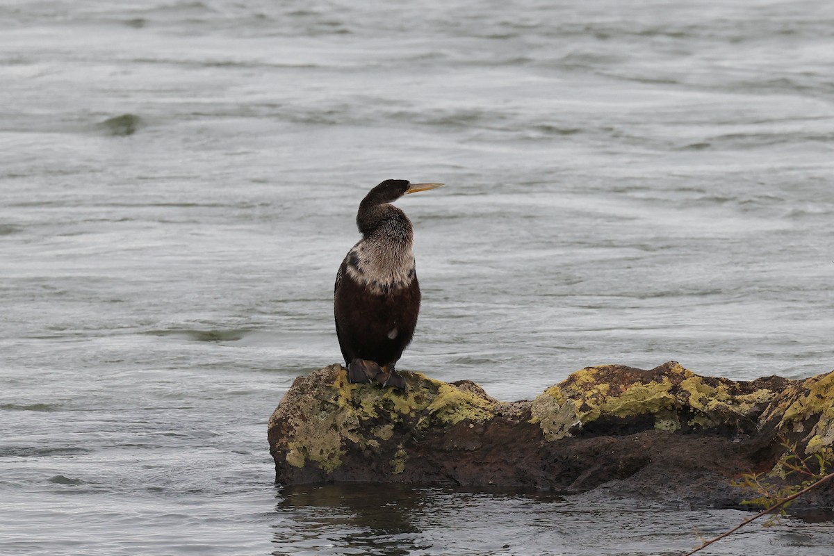 Anhinga - Hubert Stelmach