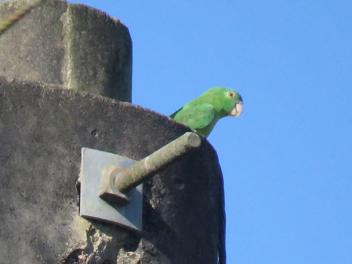 White-eyed Parakeet - Ed Vigezzi