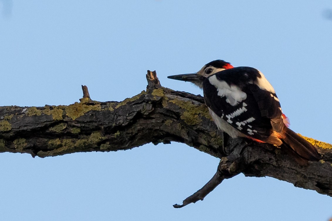 Syrian Woodpecker - Nikos Mavris