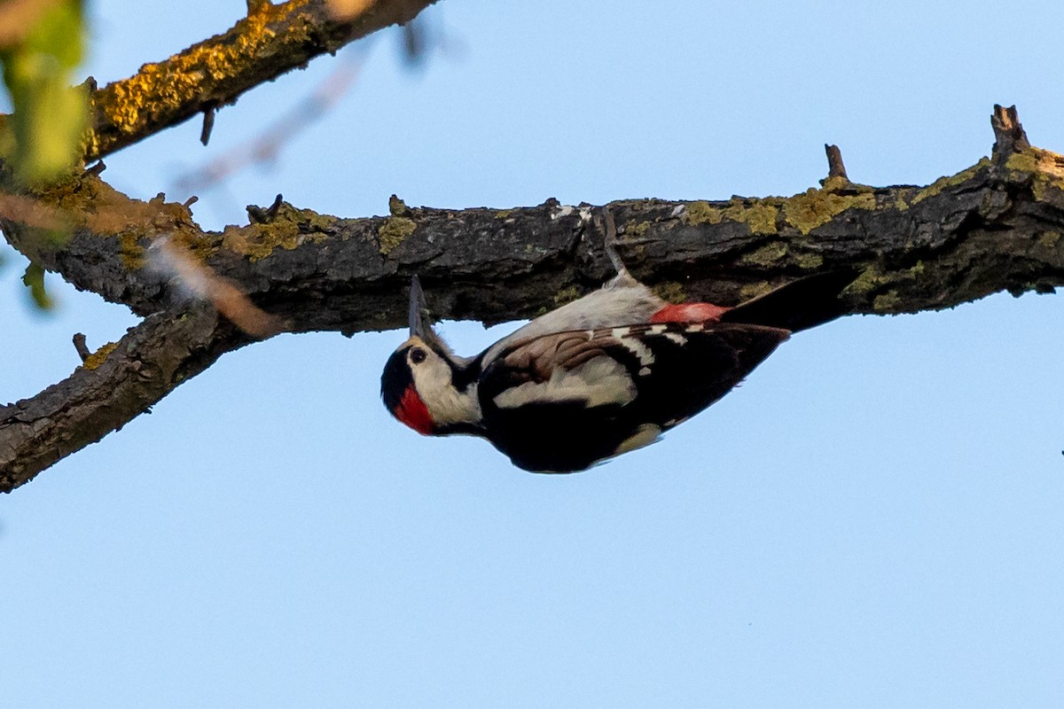 Syrian Woodpecker - Nikos Mavris