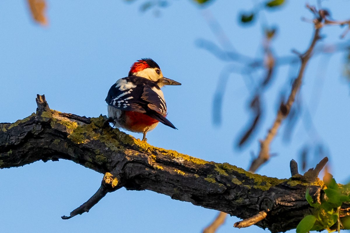 Syrian Woodpecker - Nikos Mavris