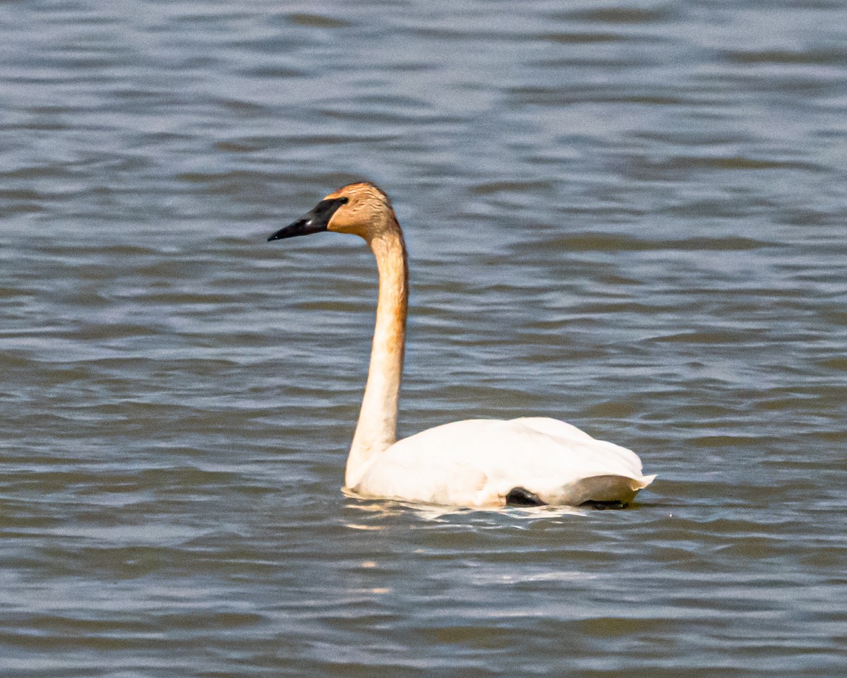 Trumpeter Swan - Mark Singer