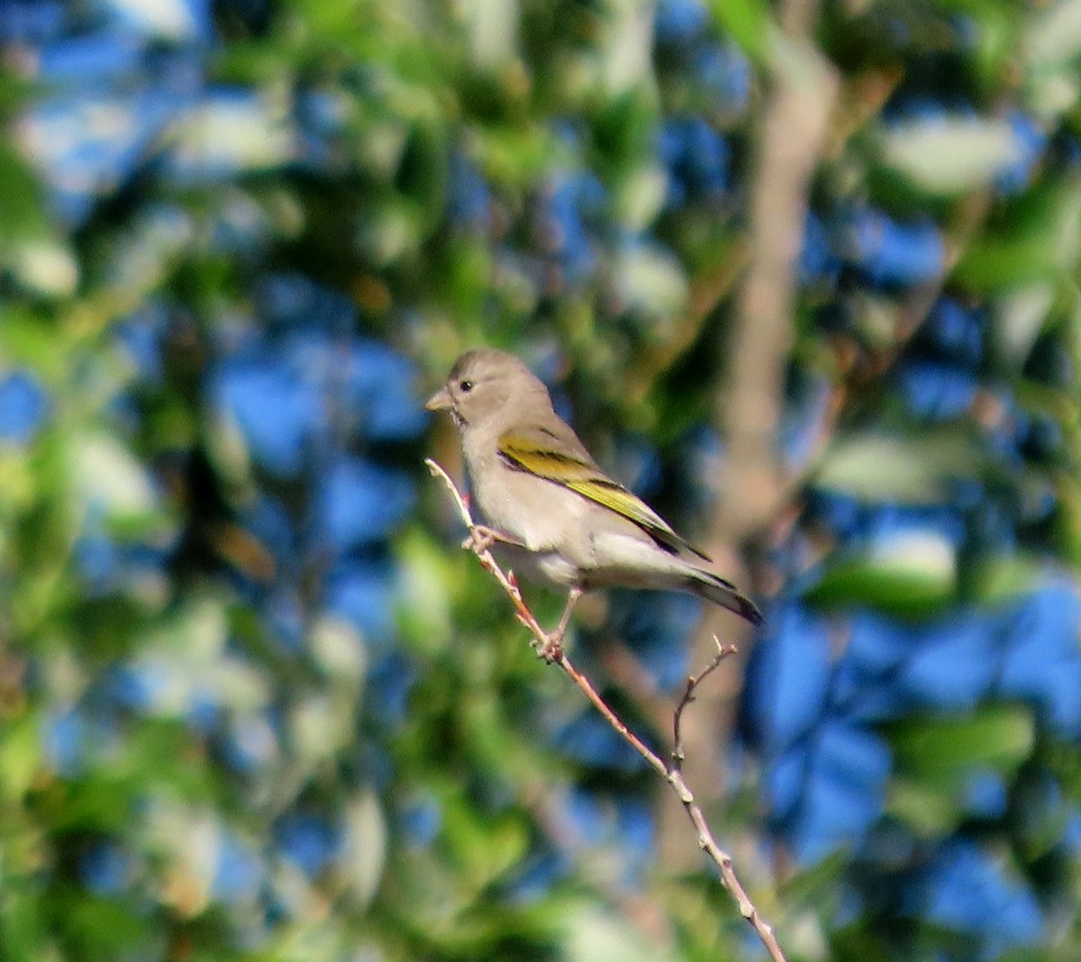 Lawrence's Goldfinch - Ruth Gravance