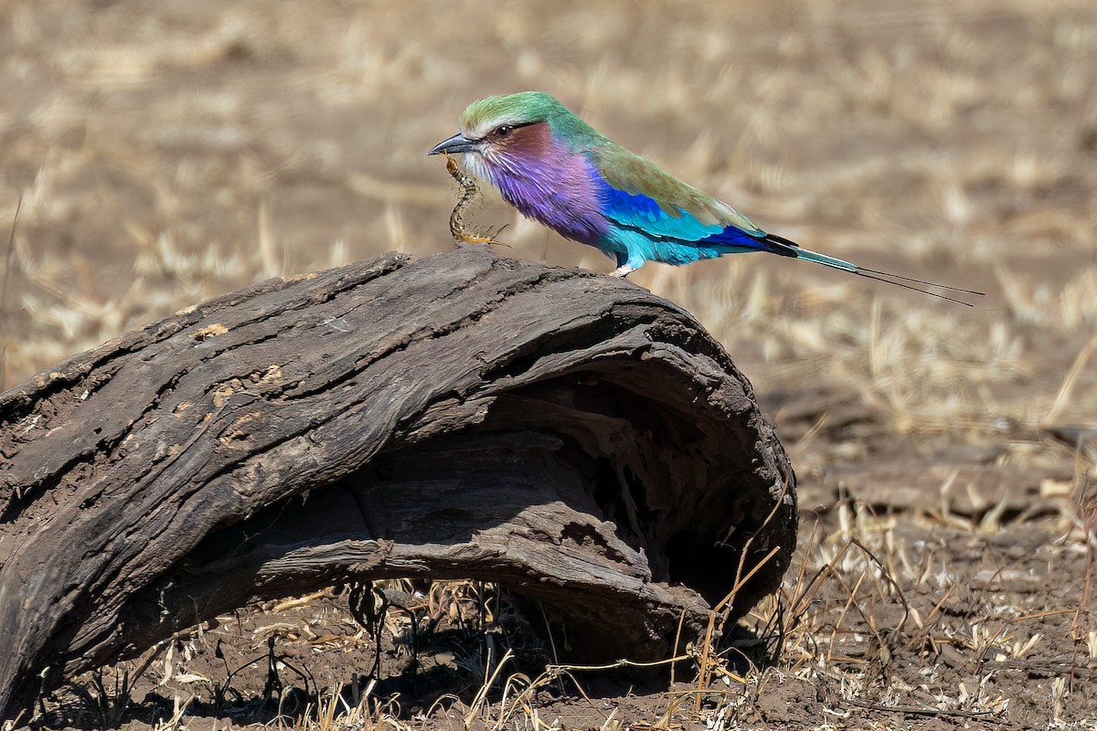 Lilac-breasted Roller - Steve Potter