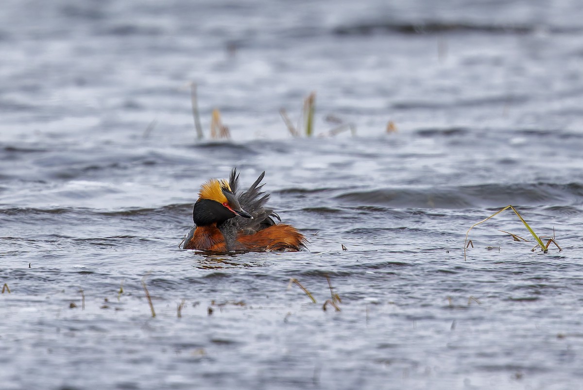 Horned Grebe - Vitor Gonçalves