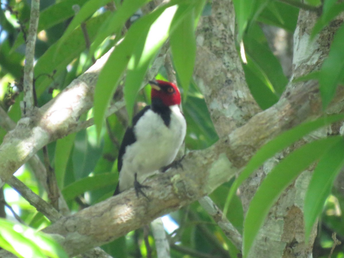 Red-capped Cardinal - Ed Vigezzi