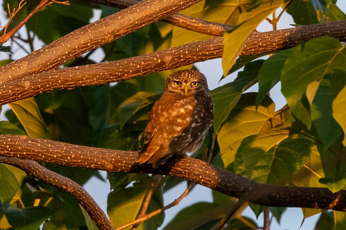 Little Owl - Nikos Mavris