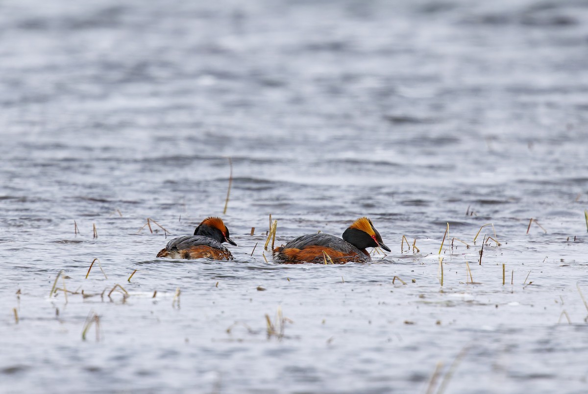 Horned Grebe - Vitor Gonçalves