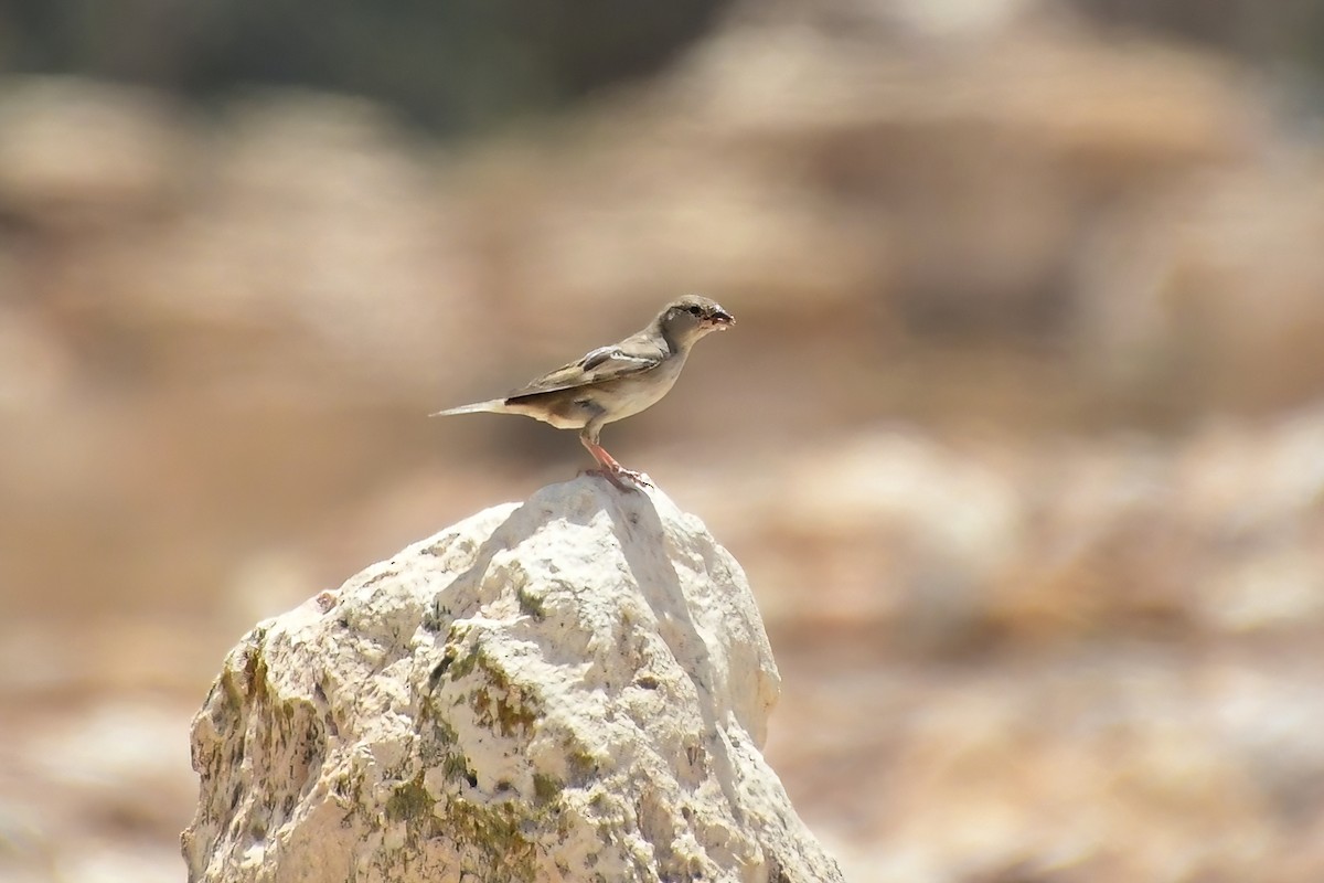 Desert Sparrow - Eileen Gibney