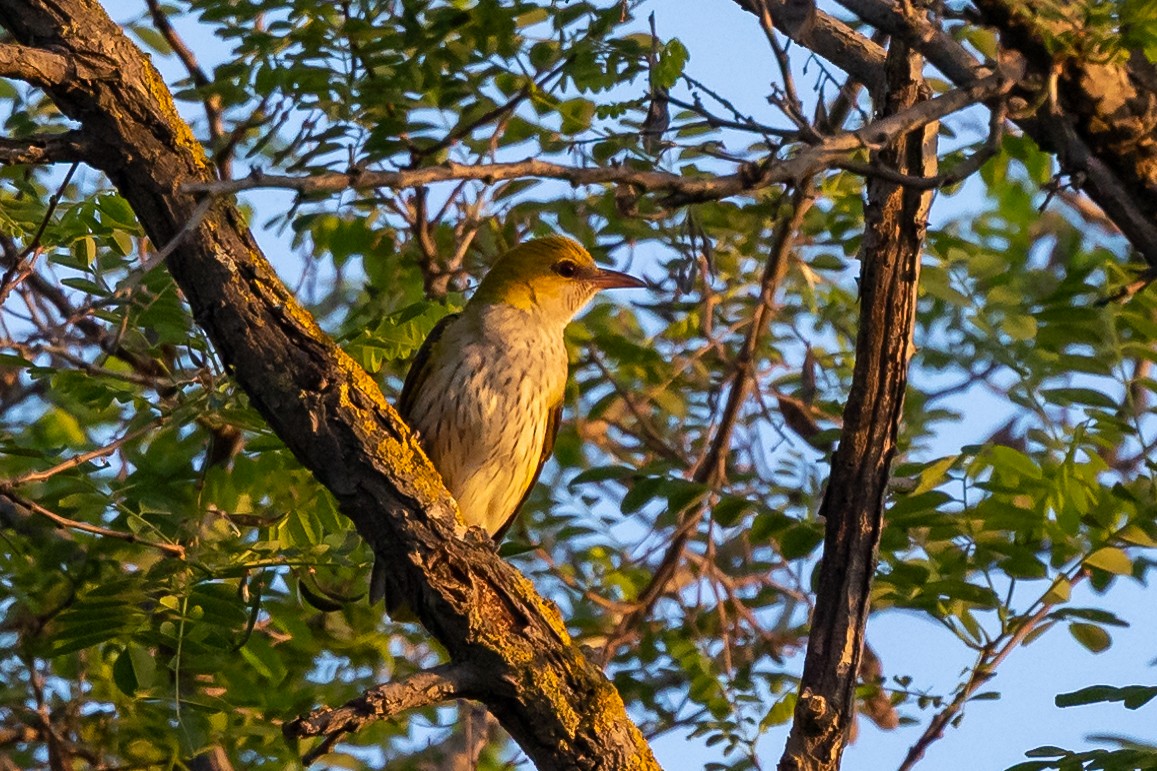 Eurasian Golden Oriole - Nikos Mavris