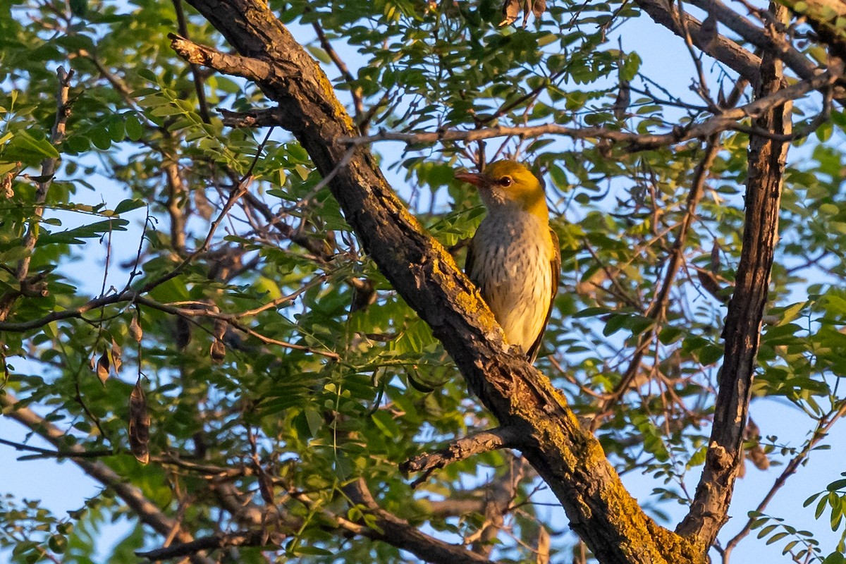 Eurasian Golden Oriole - Nikos Mavris