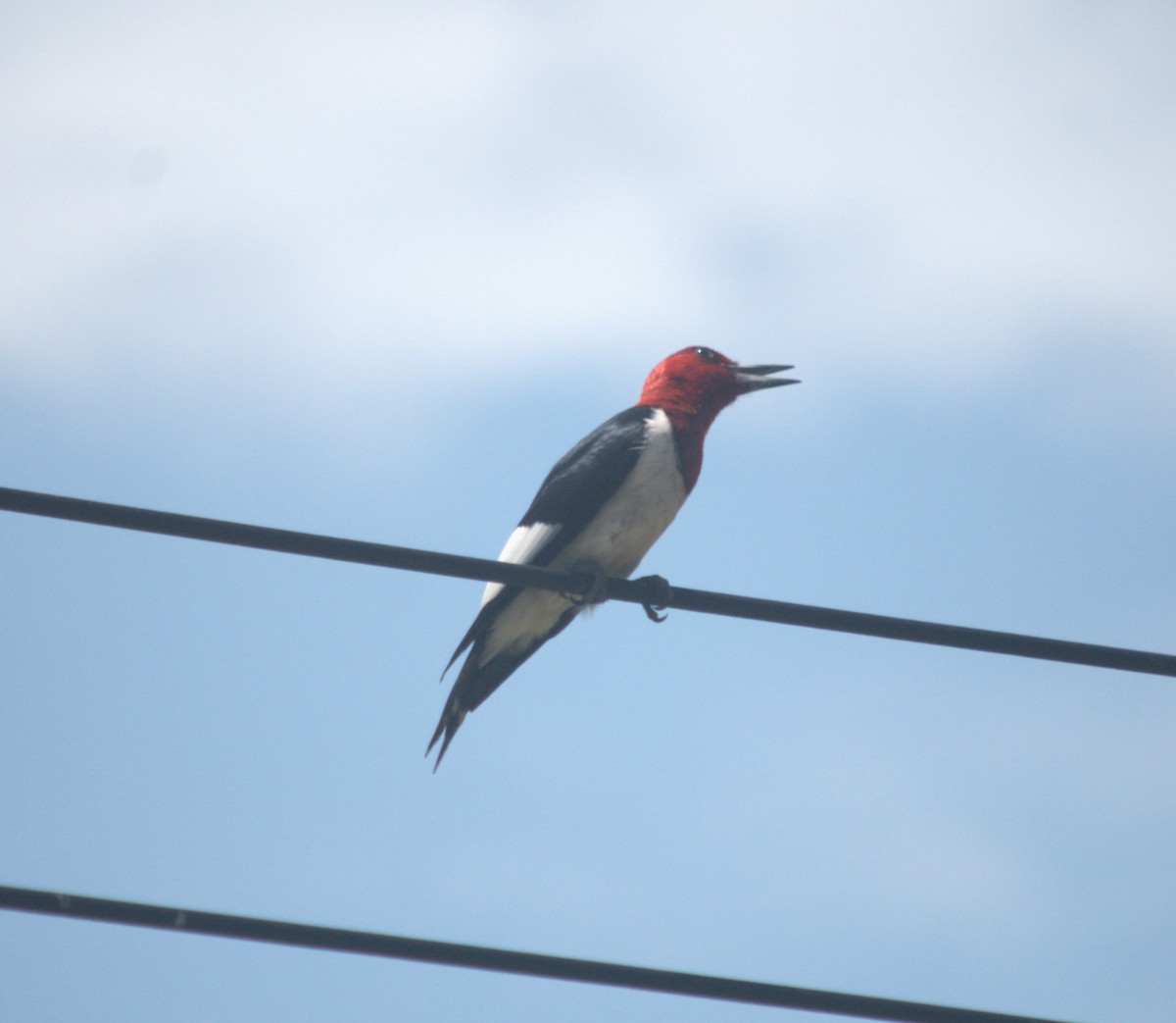 Red-headed Woodpecker - Vicki Edwards
