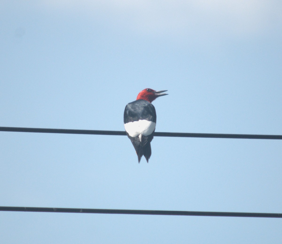 Red-headed Woodpecker - Vicki Edwards