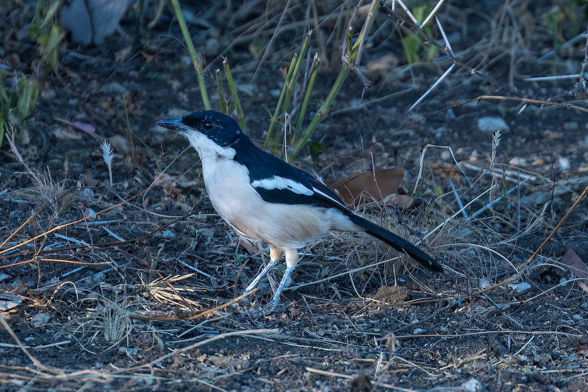 Tropical Boubou - Steve Potter