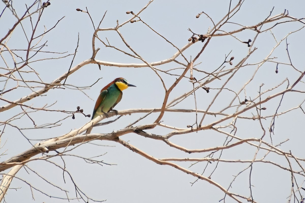 European Bee-eater - ML619531546