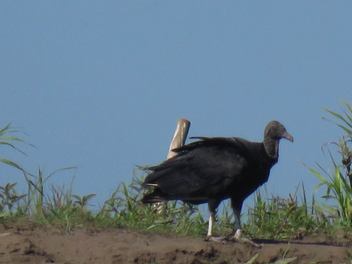 Black Vulture - Ed Vigezzi