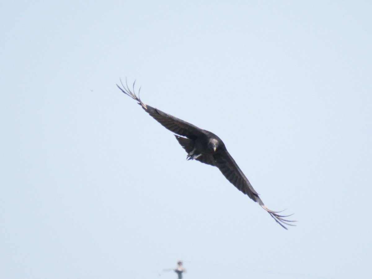 Black Vulture - Ed Vigezzi