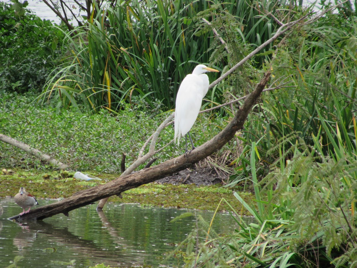 Great Egret - AndreLu AndreaVergara