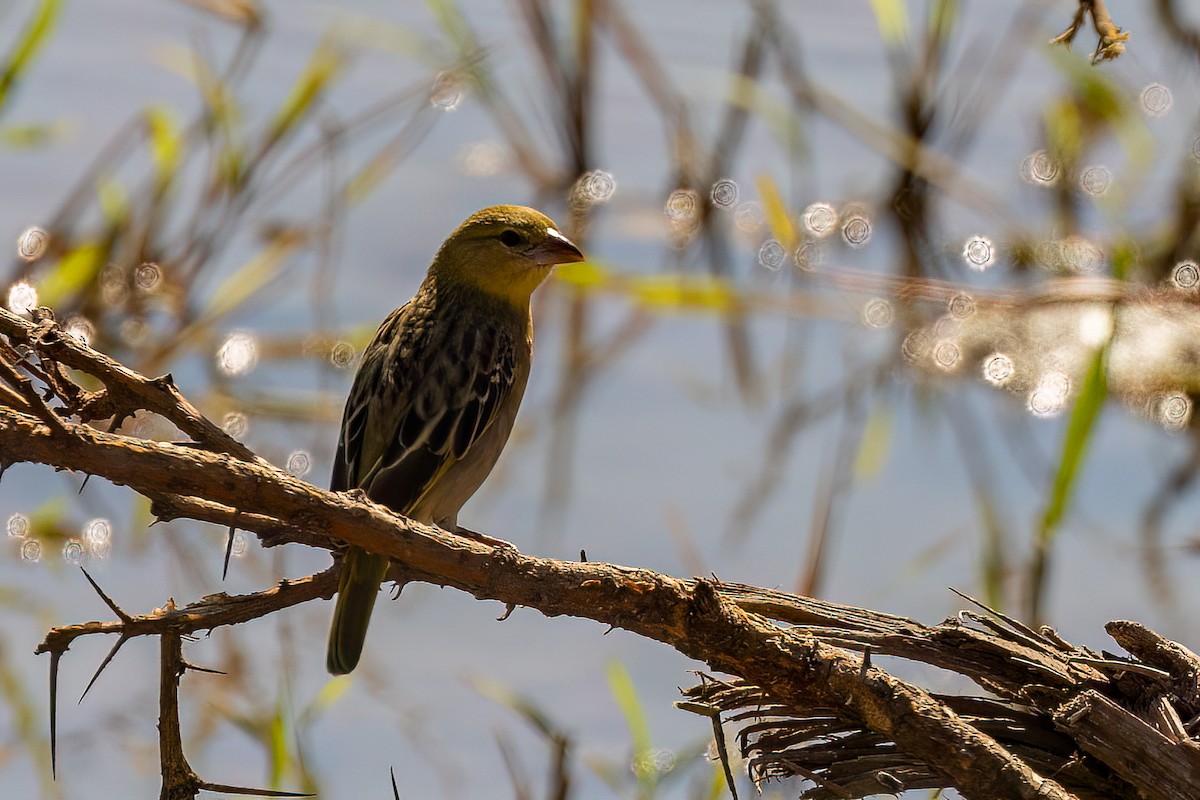 Southern Masked-Weaver - Steve Potter