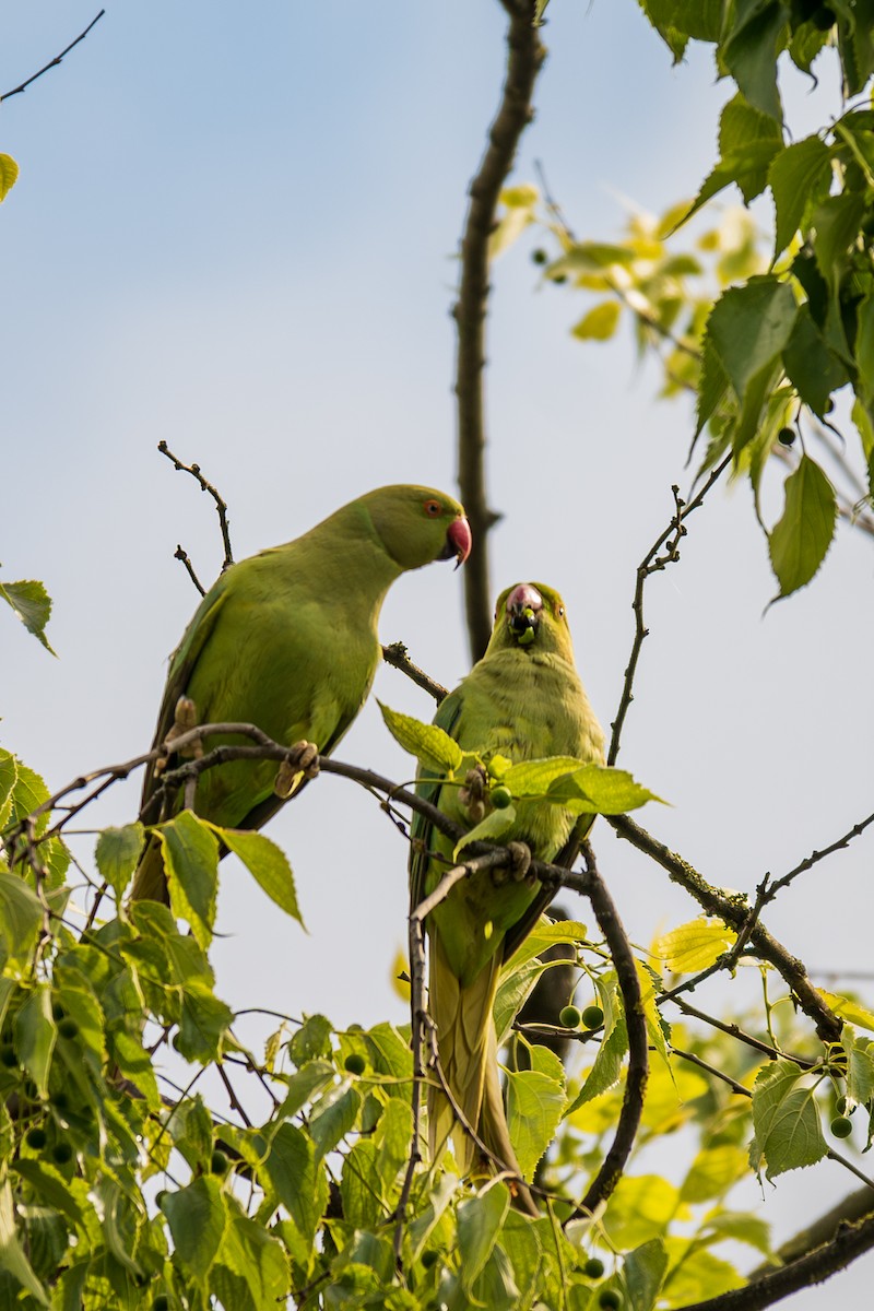 Rose-ringed Parakeet - Shrikant Vichare