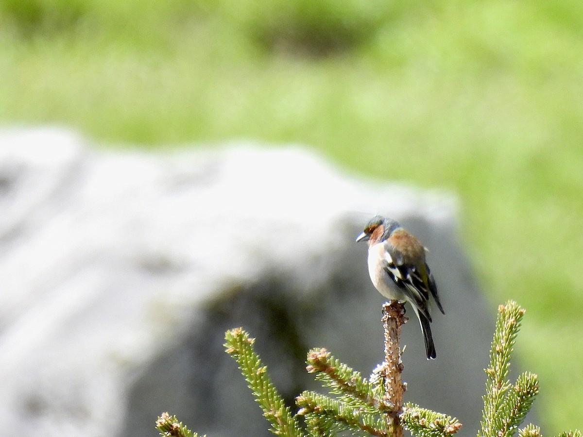 Common Chaffinch - pierre geoffray