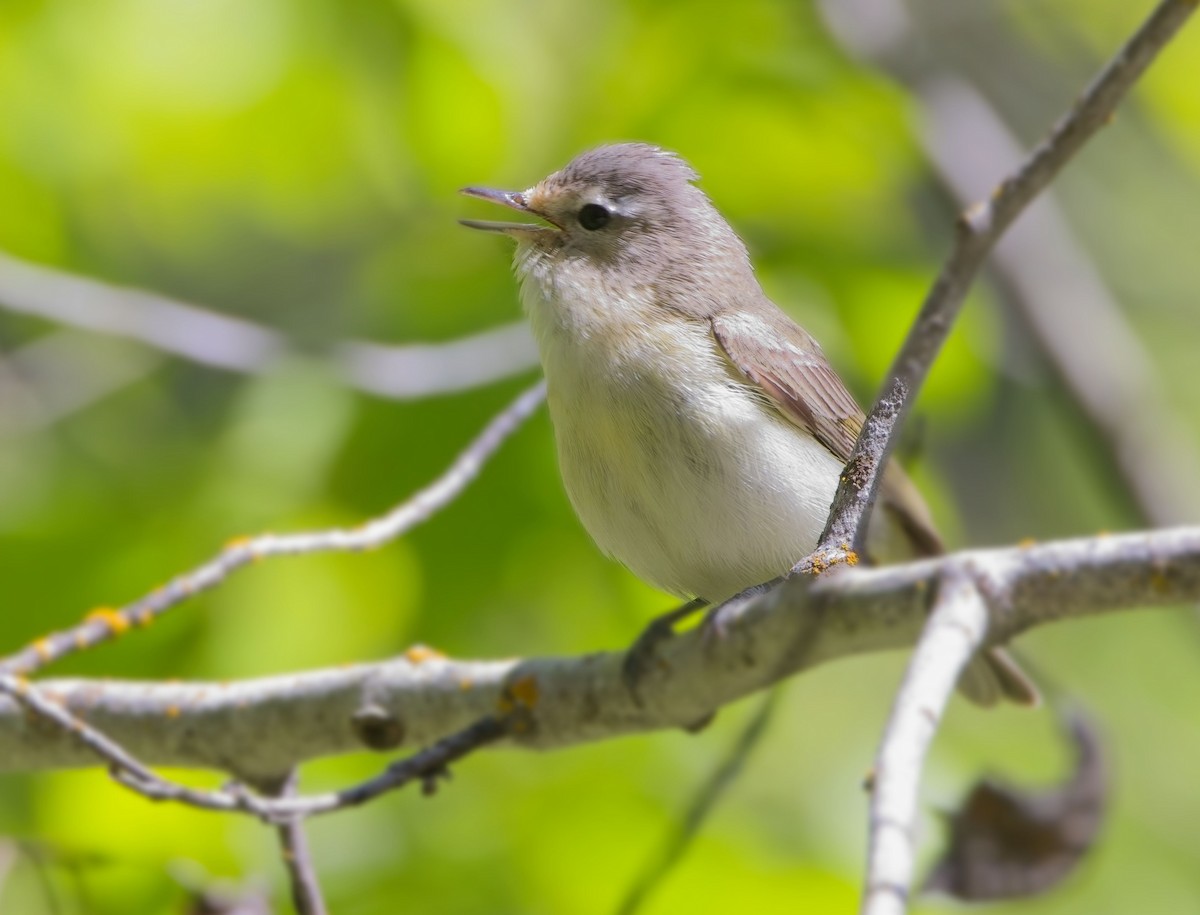 Warbling Vireo - Blair Bernson