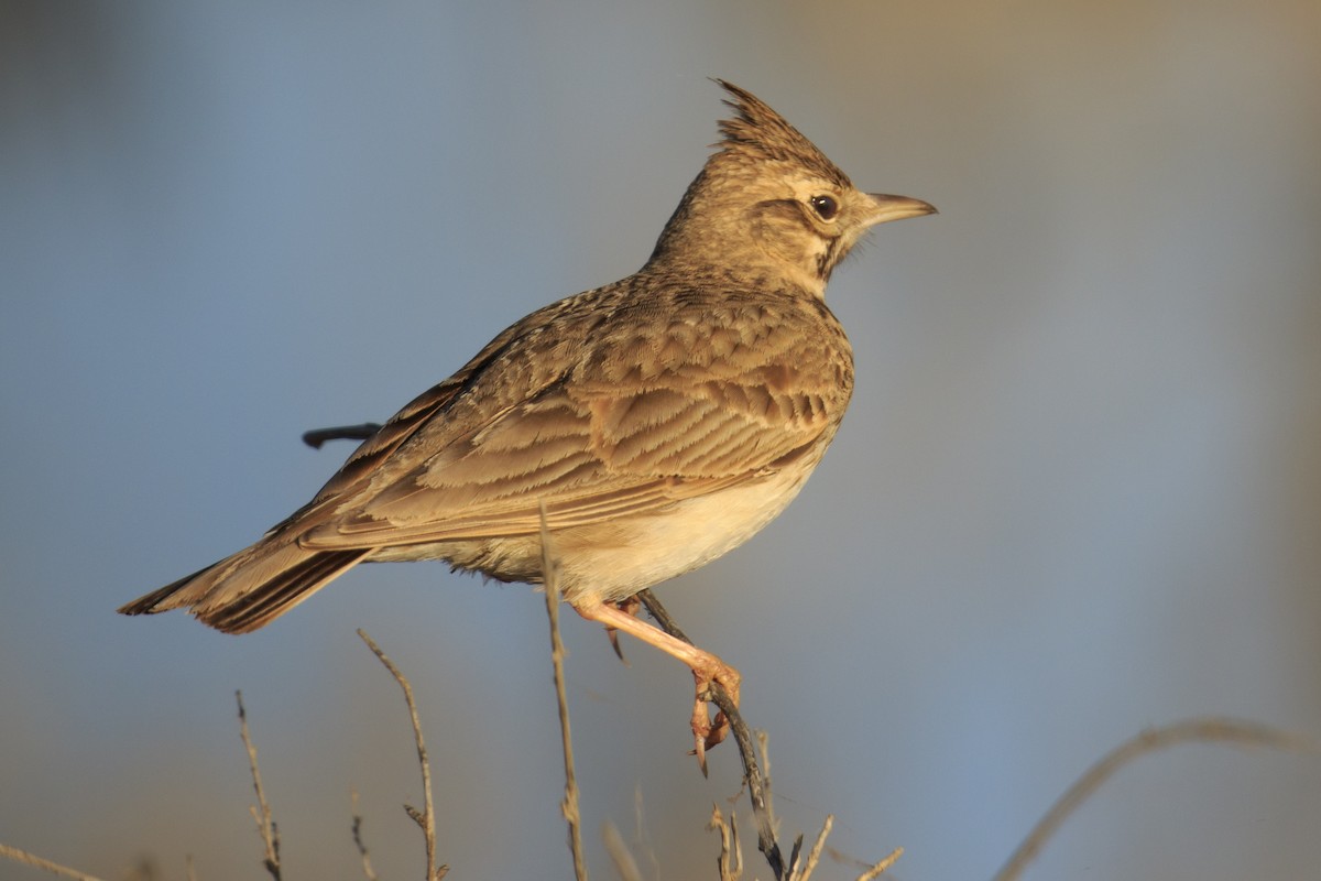 Crested Lark - Mayca Martí