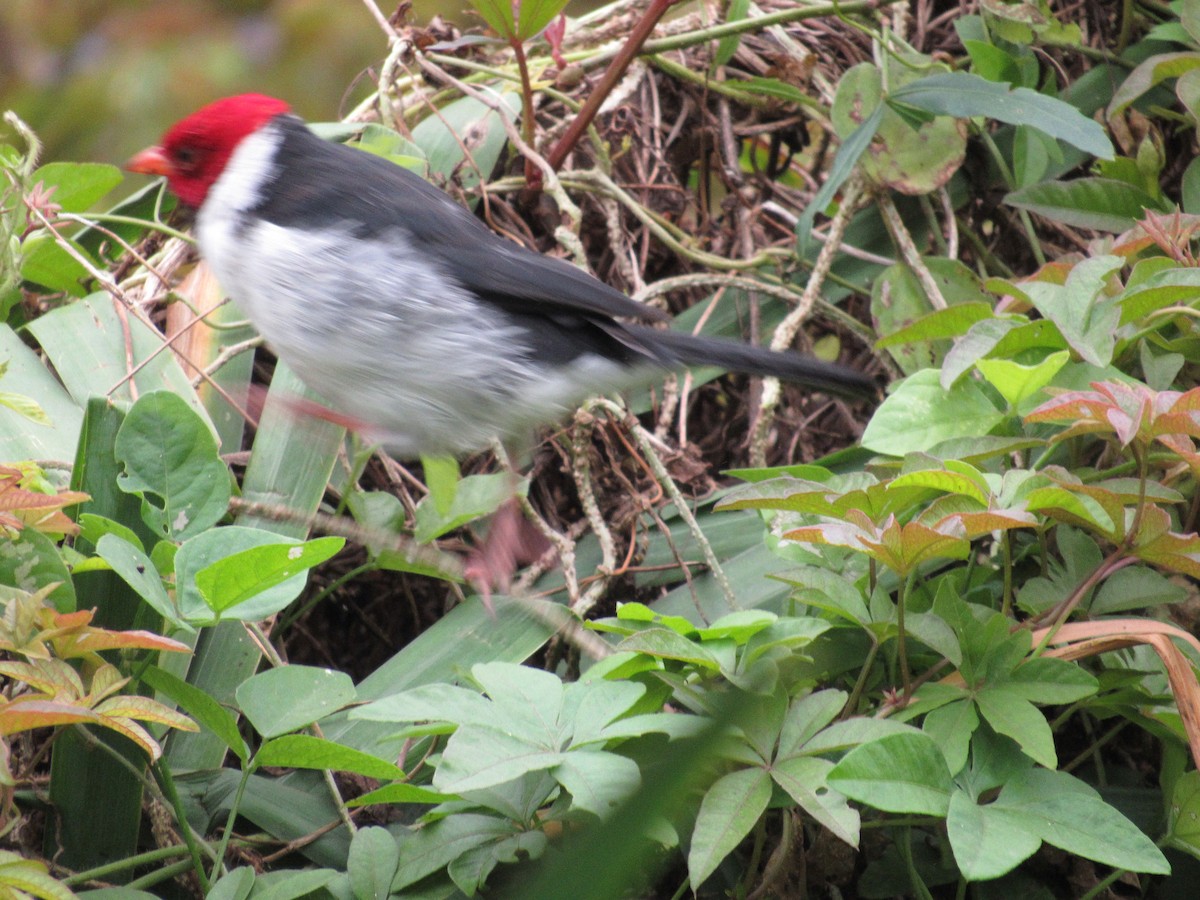 Yellow-billed Cardinal - AndreLu AndreaVergara