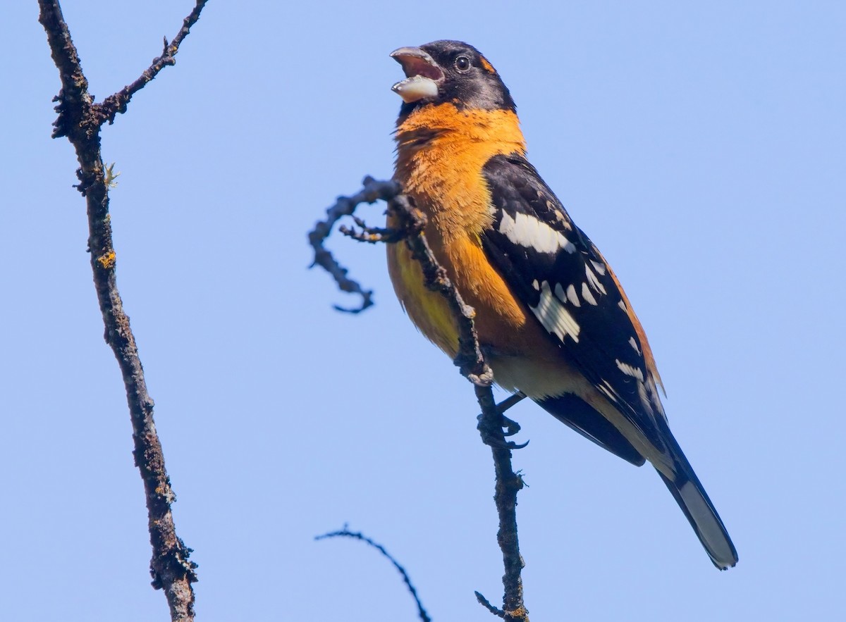 Black-headed Grosbeak - Blair Bernson