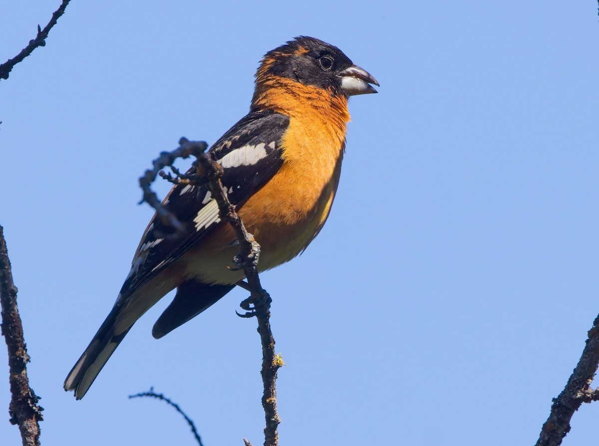 Black-headed Grosbeak - Blair Bernson