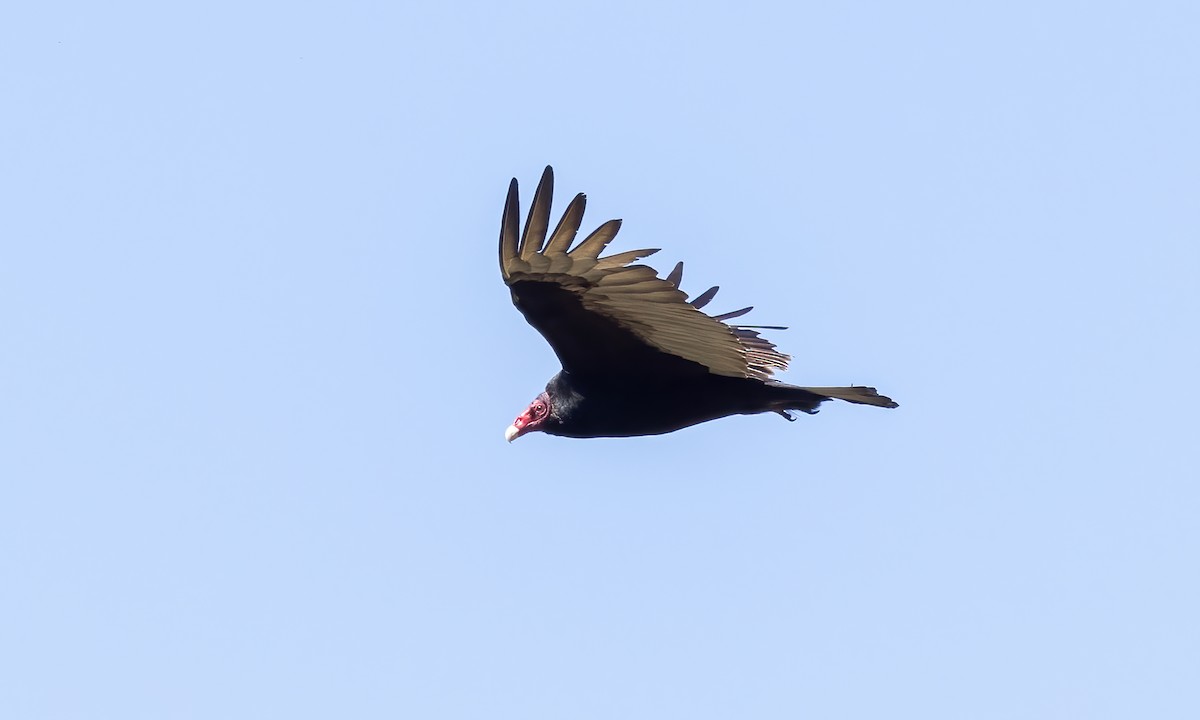 Turkey Vulture - Paul Fenwick