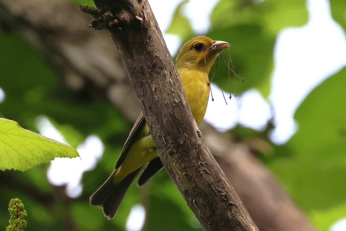 Scarlet Tanager - Carolyn Hendricks