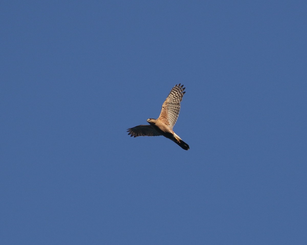 Cooper's Hawk - ML619531595