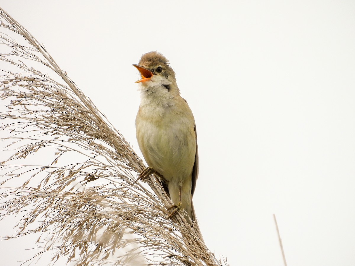 Common Reed Warbler - Jorge Plaza