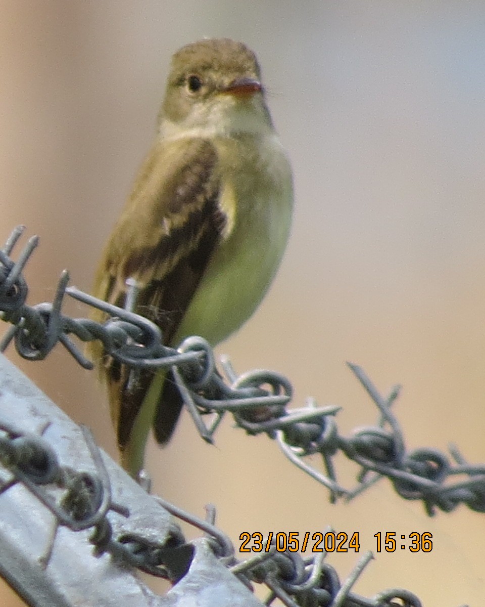 Alder/Willow Flycatcher (Traill's Flycatcher) - Gary Bletsch