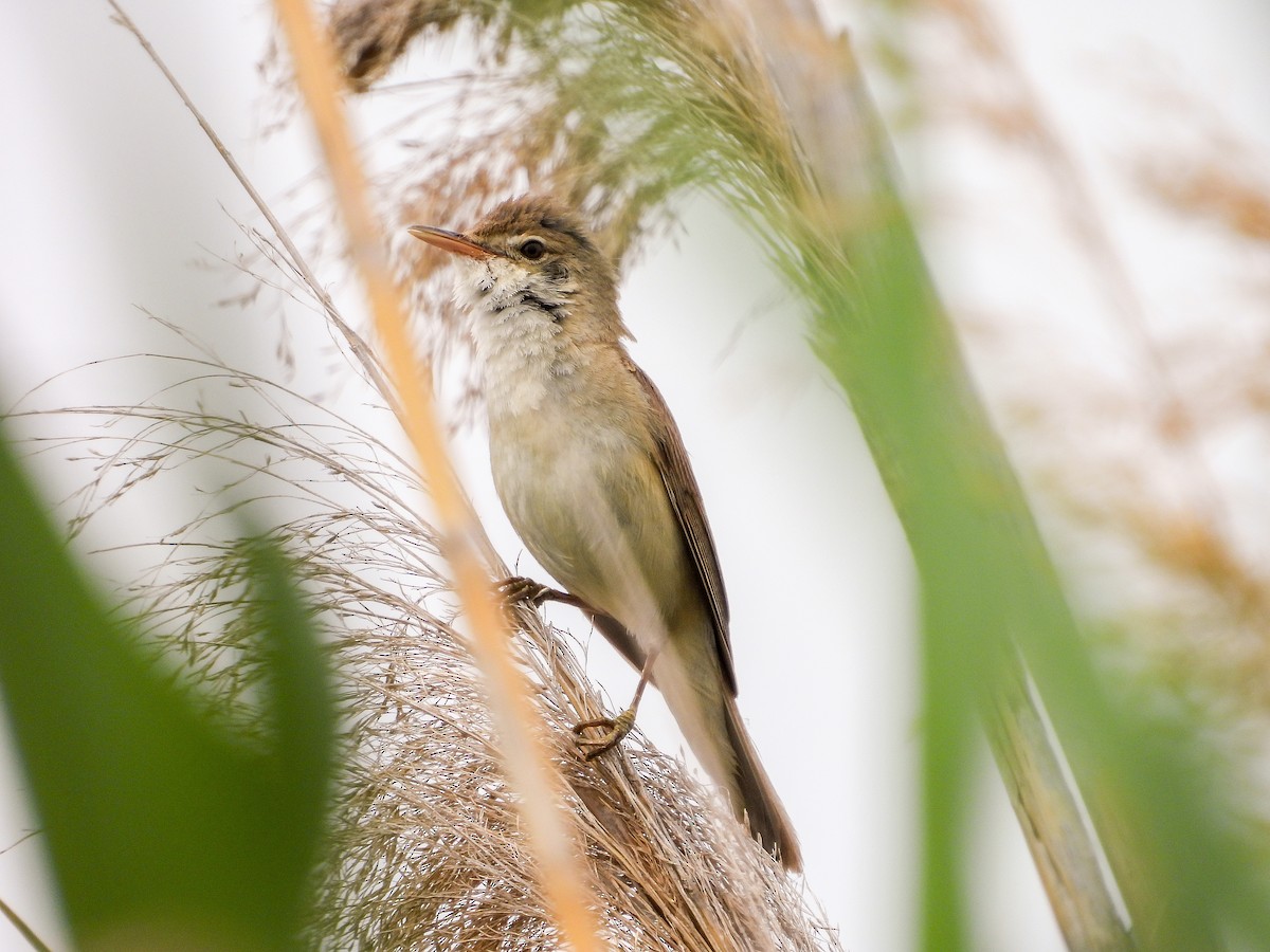 Common Reed Warbler - Jorge Plaza