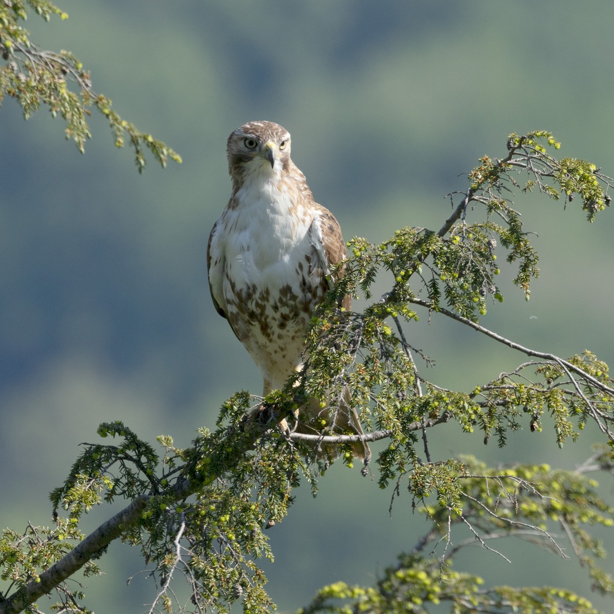 Red-tailed Hawk (borealis) - ML619531604