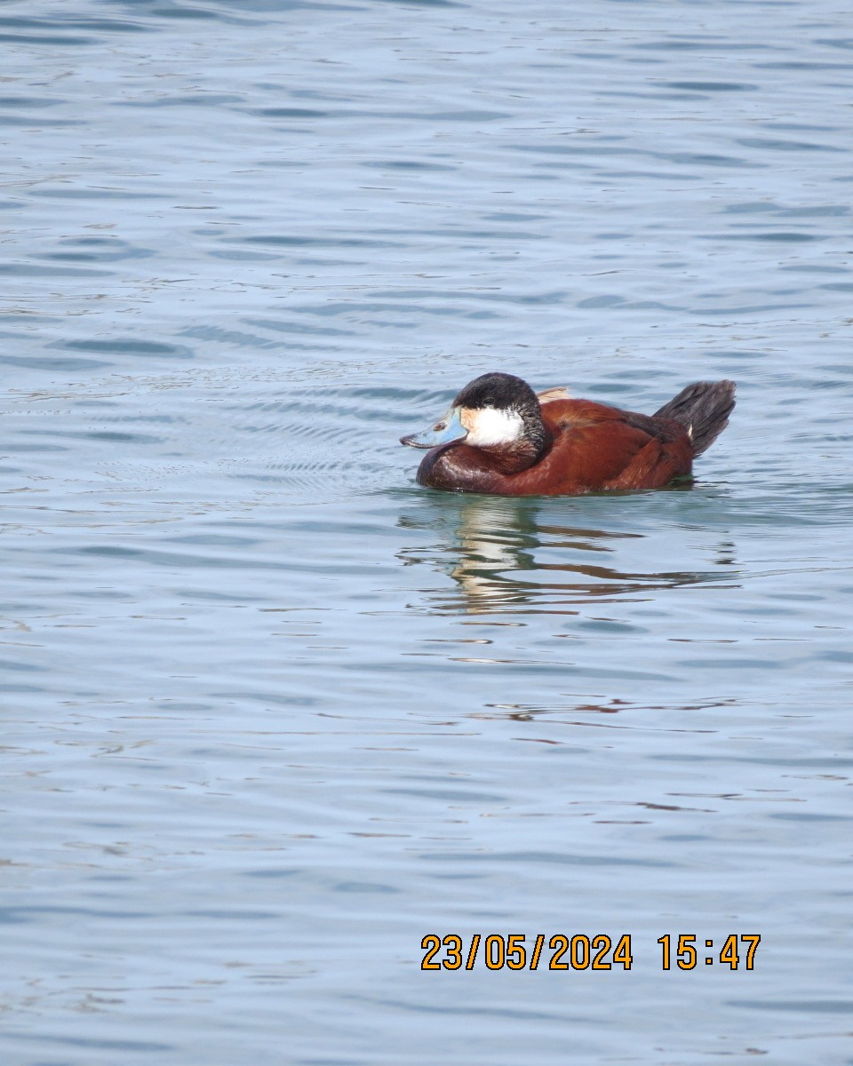 Ruddy Duck - Gary Bletsch