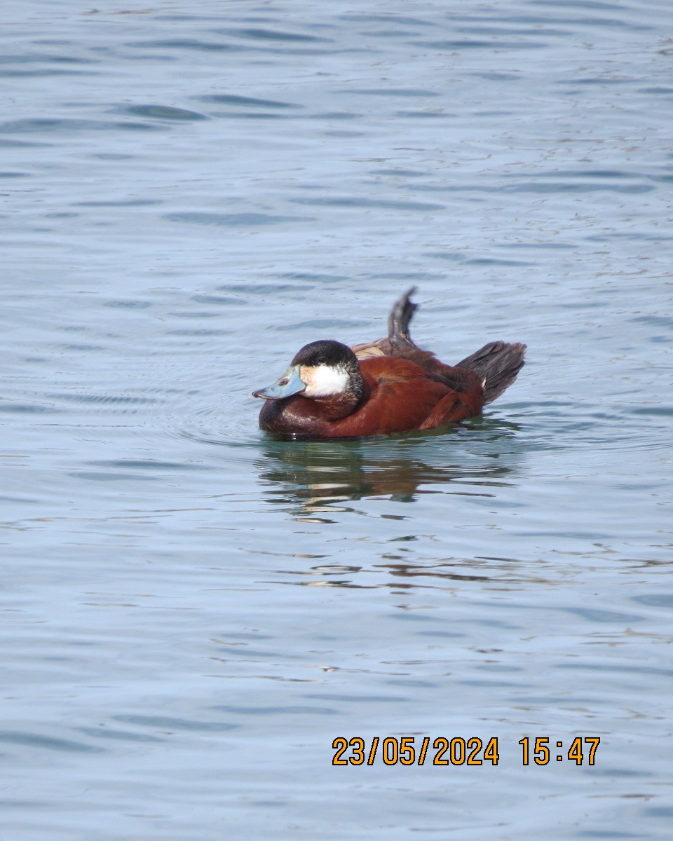 Ruddy Duck - Gary Bletsch