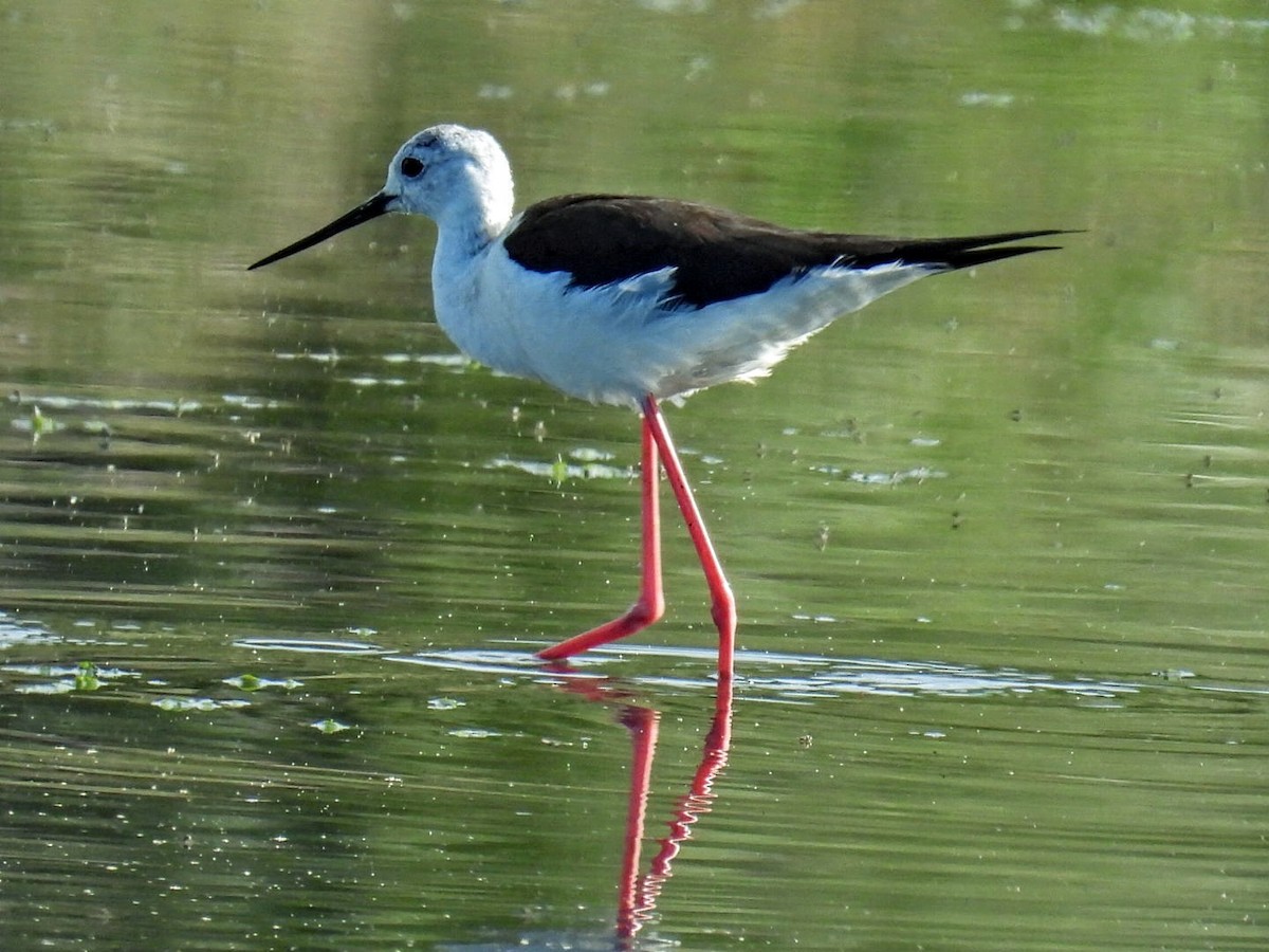 Black-winged Stilt - ML619531610