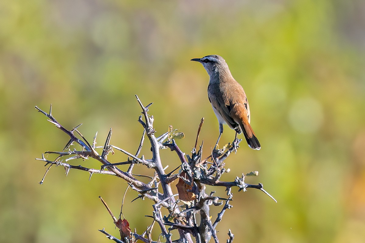 Kalahari Scrub-Robin - Steve Potter