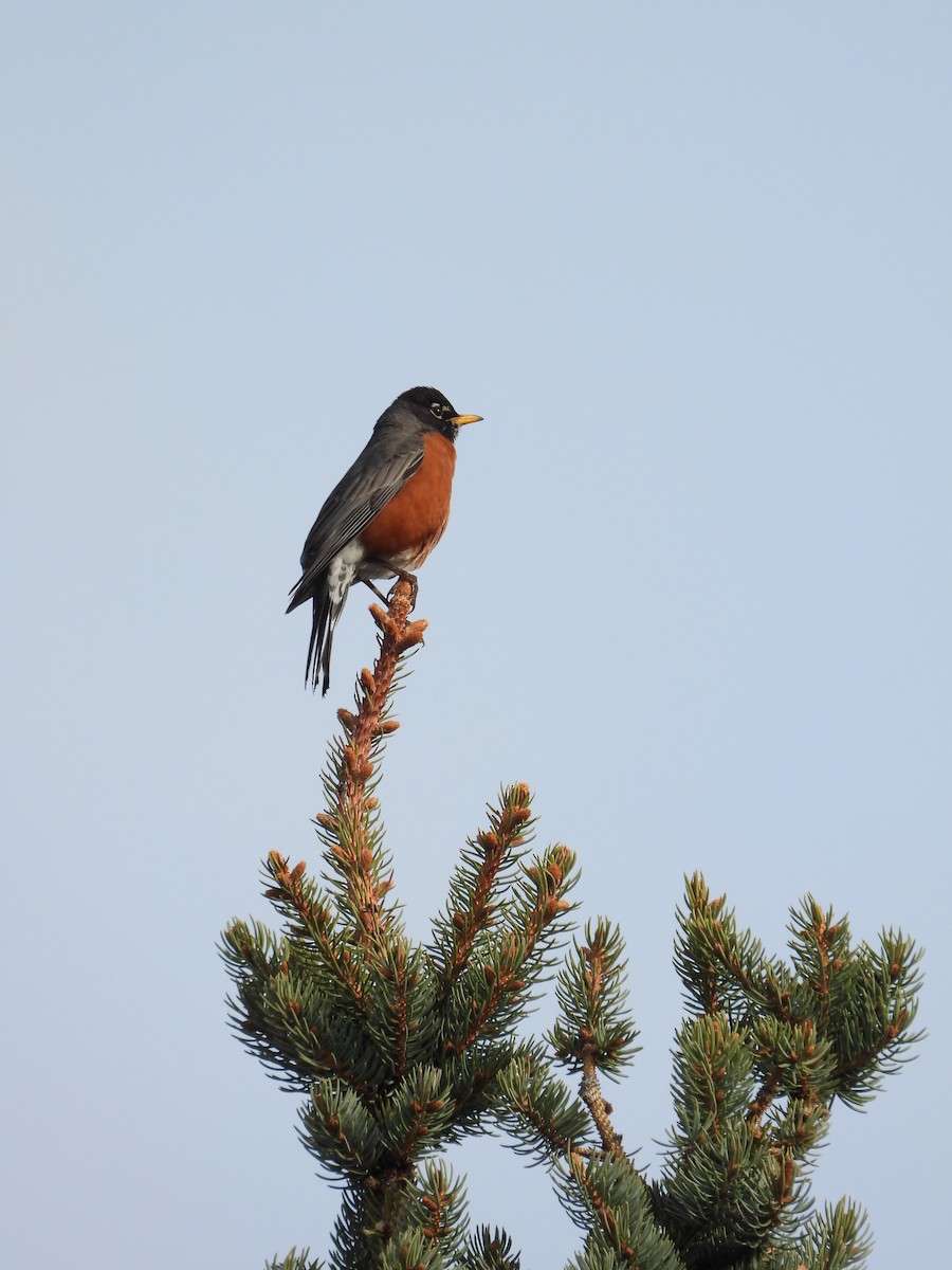 American Robin - George Halmazna