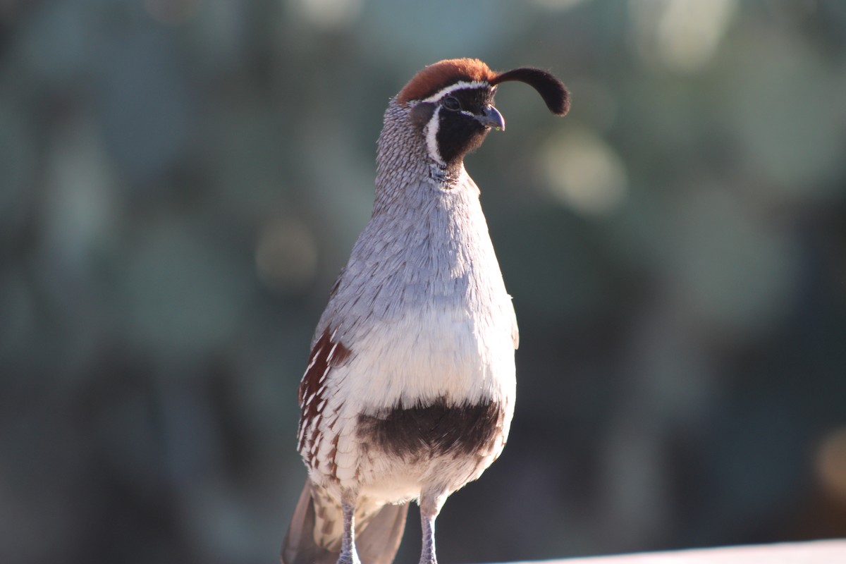 Gambel's Quail - Joseph Pienovi