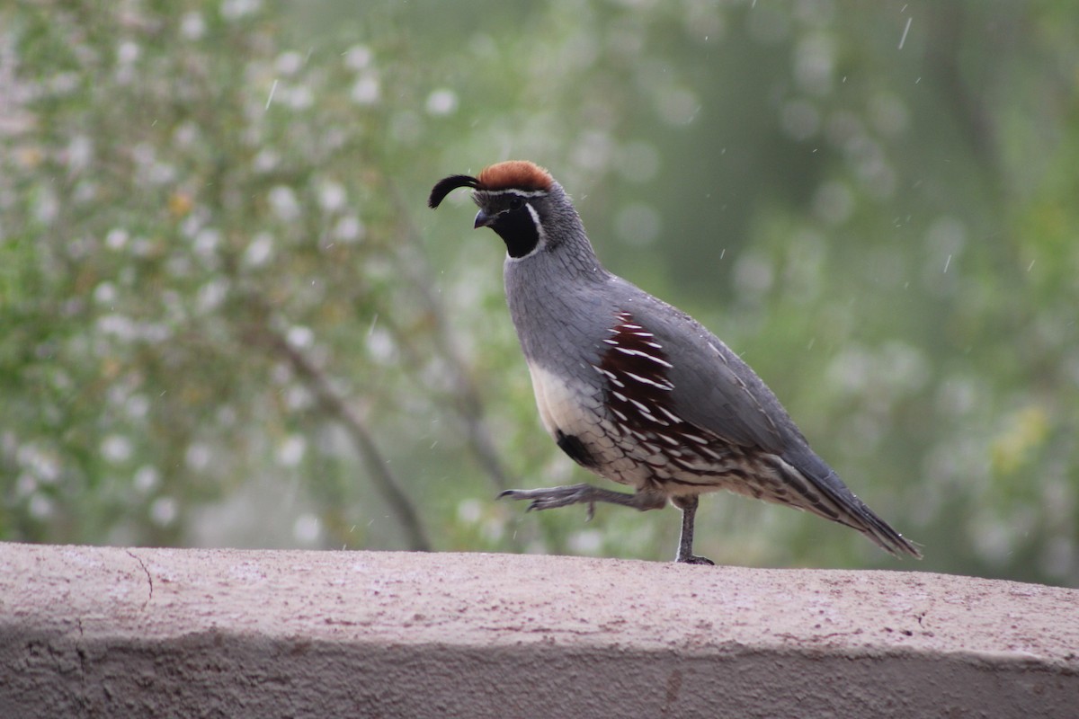 Gambel's Quail - Joseph Pienovi