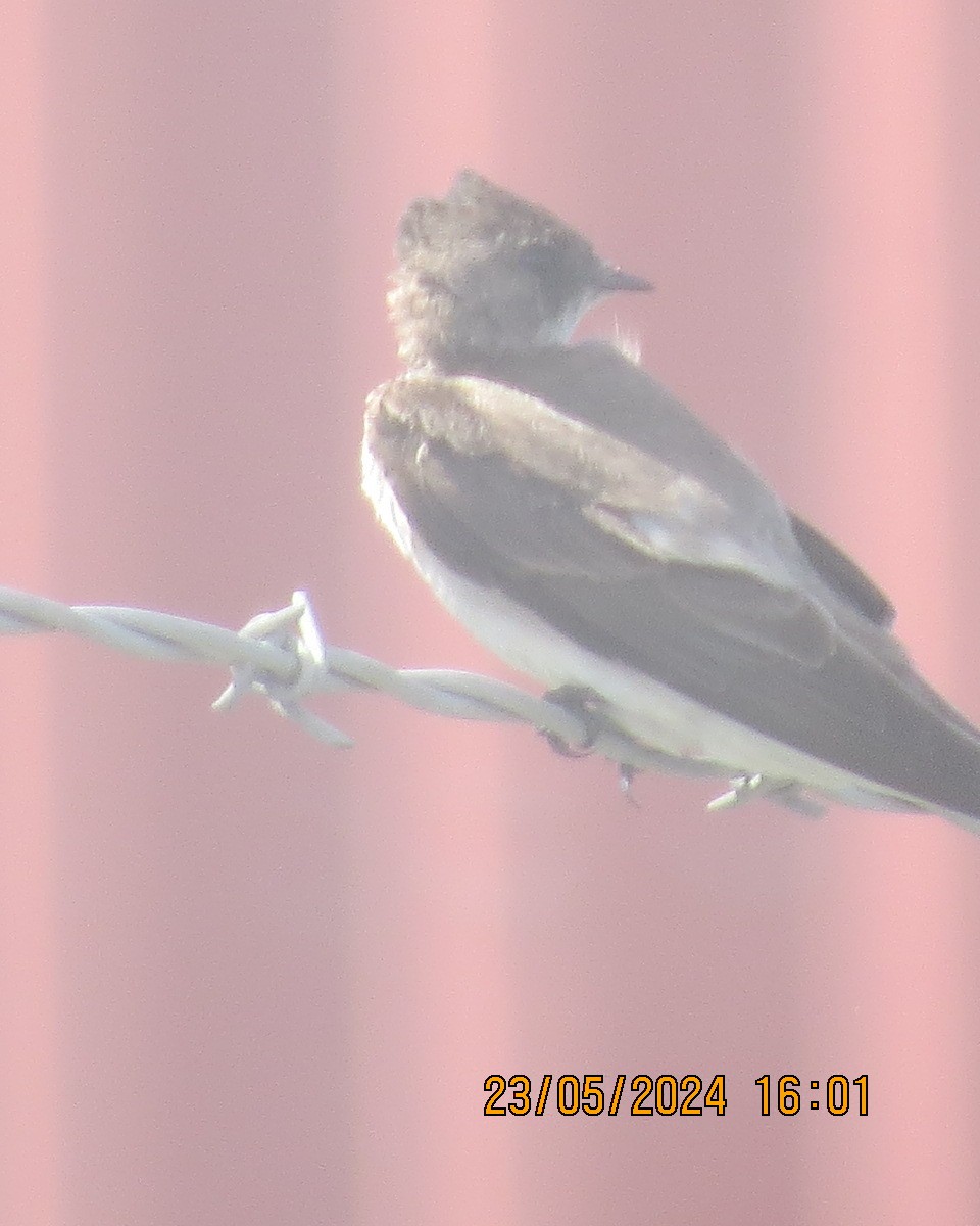 Northern Rough-winged Swallow - Gary Bletsch